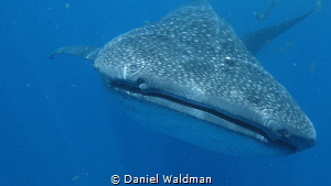 Whale Shark picture taken with Canon G15 with Fantasea Ho... by Daniel Waldman 